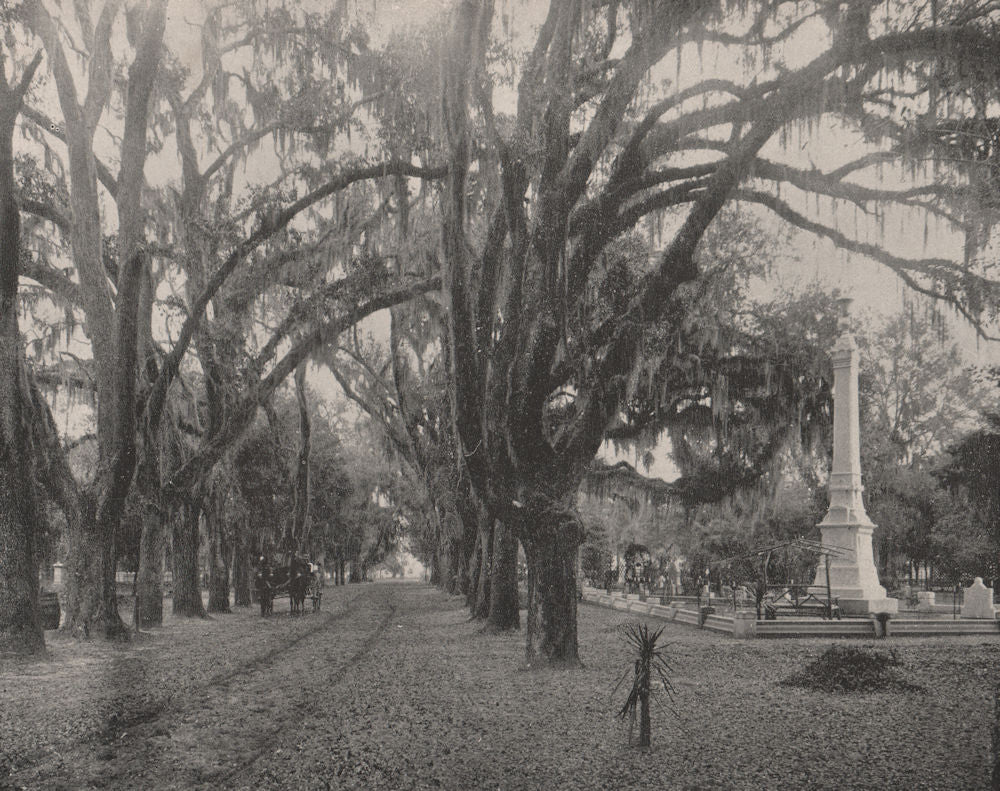 Spanish Moss hanging from American oaks, Savannah, Georgia. Horse and wagon 1895